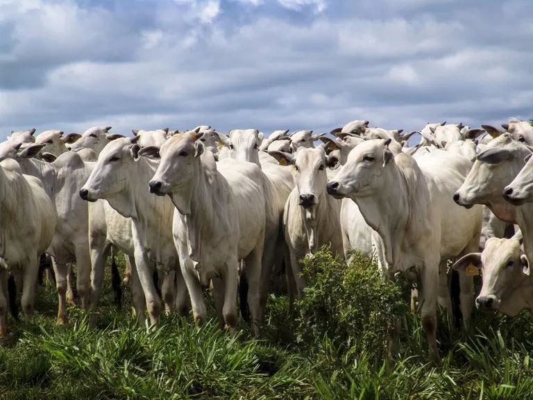 O poder do agro na reforma tributária: repórter d'O Joio e O Trigo expõe lobby da carne