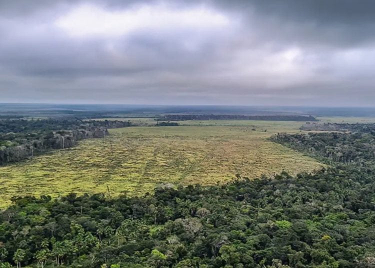 Desmatamento da Amazônia