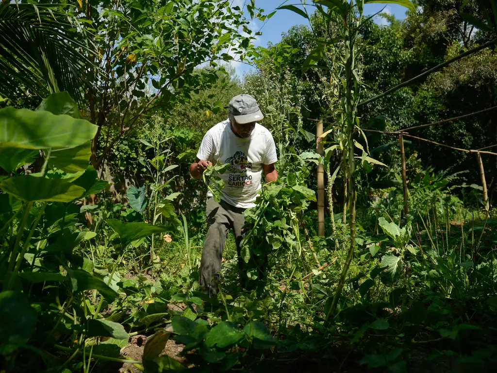 Articulação Nacional de Agroecologia (ANA) realizou o mapeamento nacional Agroecologia, Território e Justiça Climática, lançado na quinta-feira (25)