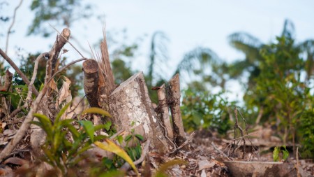 Desmatamento na Amazônia pode reduzir em mais de 70% as chuvas no Brasil, aponta estudo da USP