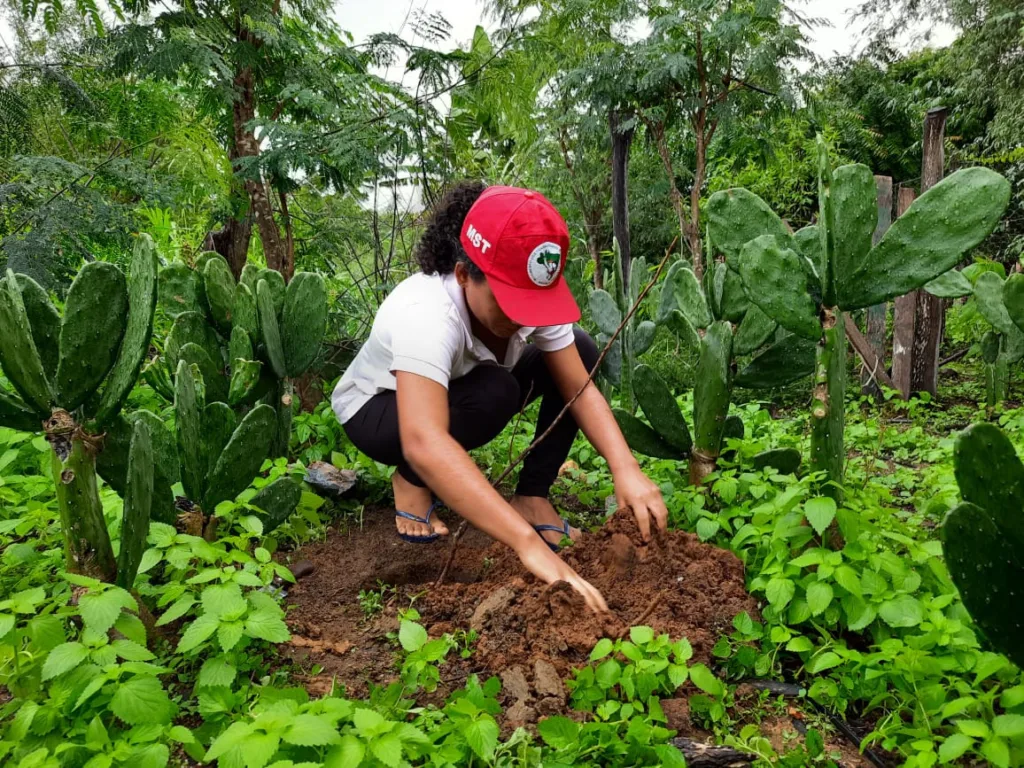 Plano nacional Plantar Árvores, Produzir Alimentos Saudáveis foi lançado pelo MST em 2020