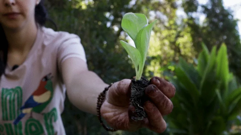 Projeto no Paraná lança série de videoaulas no Dia Nacional da Agroecologia