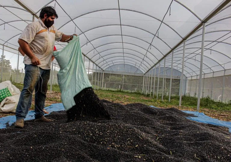 Produção de feijão agroecológico no assentamento