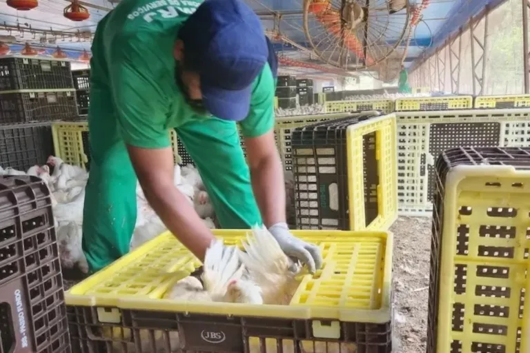 Governo divulga nova Lista Suja do trabalho escravo e JBS Aves fica de fora