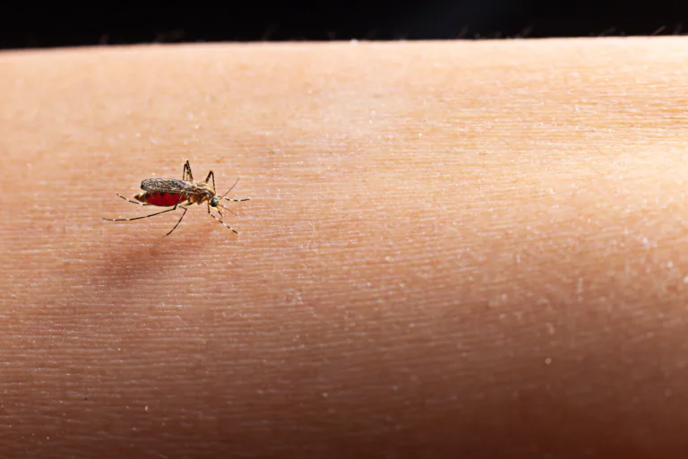 Avanço da dengue pede adaptação do sistema de saúde às mudanças climáticas, aponta especialista