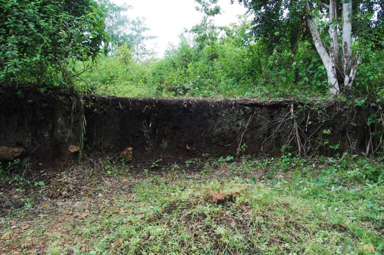 Legado indígena na Amazônia: arqueologia aponta manejo ancestral e cidade integrada à natureza