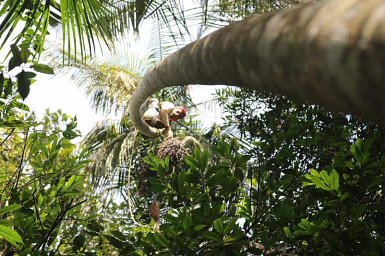 'Mãe da mata atlântica', palmeira juçara se torna patrimônio do Estado do Rio