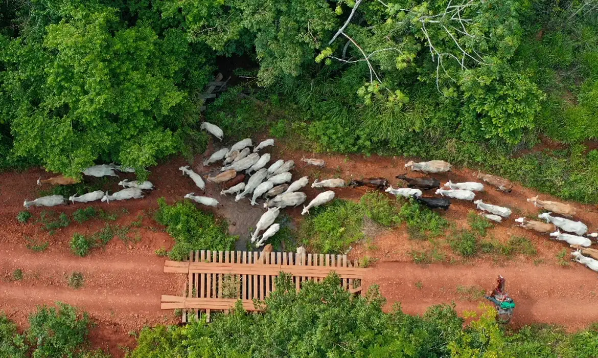 A ação de desintrusão no território indígena Apyterewa, é realizada de forma integrada, com participação do Ministério dos Povos Indígenas, Funai, Abin, Ibama, Força Nacional, polícias Civil e Militar do Pará e da Agência de Defesa Agropecuária do estado