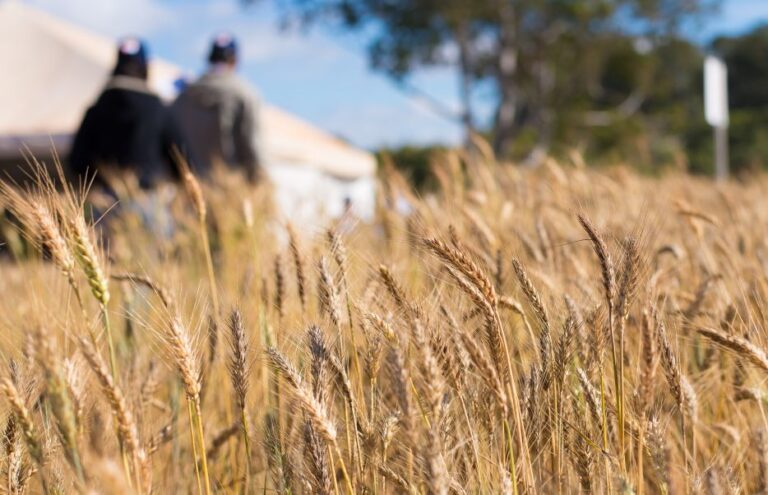 Eles não somem: ‘químicos eternos’ intoxicam alimentos na Europa e EUA