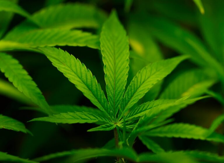 Anvisa discute nesta quarta regras para a produção de cannabis no país