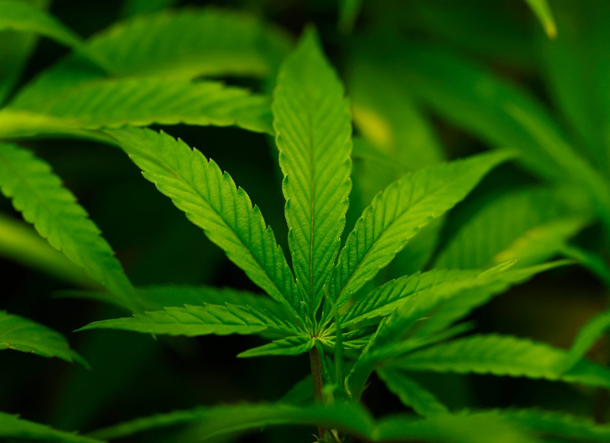 A estimativa da Anvisa é que mais de 670 mil pessoas no Brasil utilizem produtos à base de cannabis