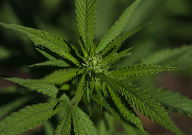 Anvisa amplia regras para uso de cannabis medicinal; associações selecionadas poderão cultivar