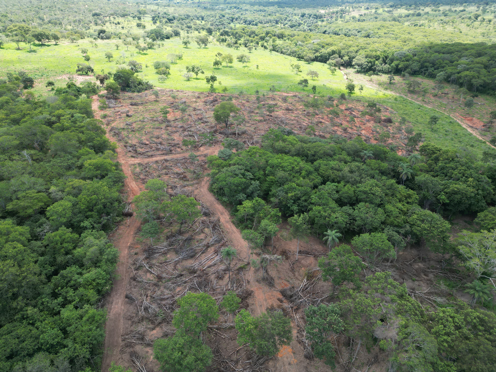 Minas Gerais ainda figura, apesar de ter tido uma redução, comparado a 2024, na questão do desmatamento e das queimadas, entre os líderes desses índices