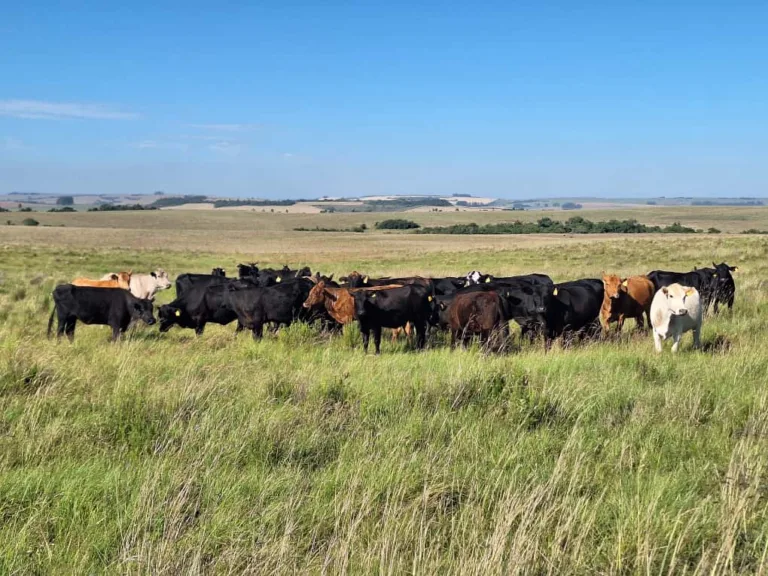 Campos nativos usados para pastoreio de animais podem mitigar a mudança climática