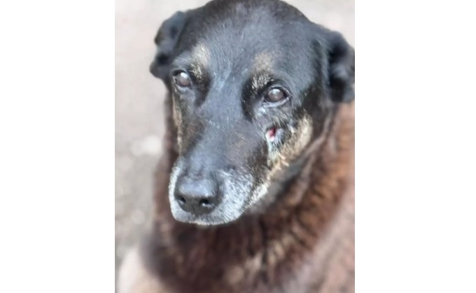 Cachorro Orelha morreu após sofrer maus-tratos na Praia Brava, em Florianópolis, Santa Catarina