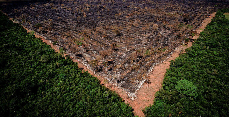 Gigantes do agronegócio abandonam Moratória da Soja e ampliam risco de desmatamento na Amazônia