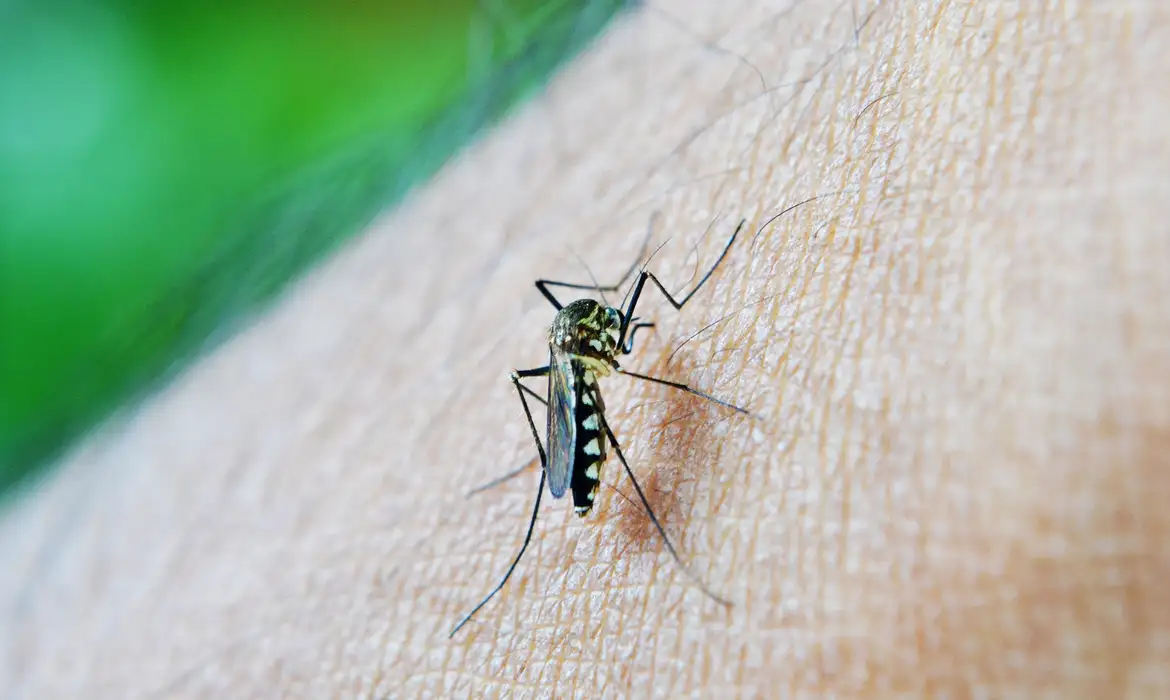 Mosquito da Dengue, Aedes Aegypti, picada. Foto: nuzeee/Pixabay© nuzeee/Pixabay