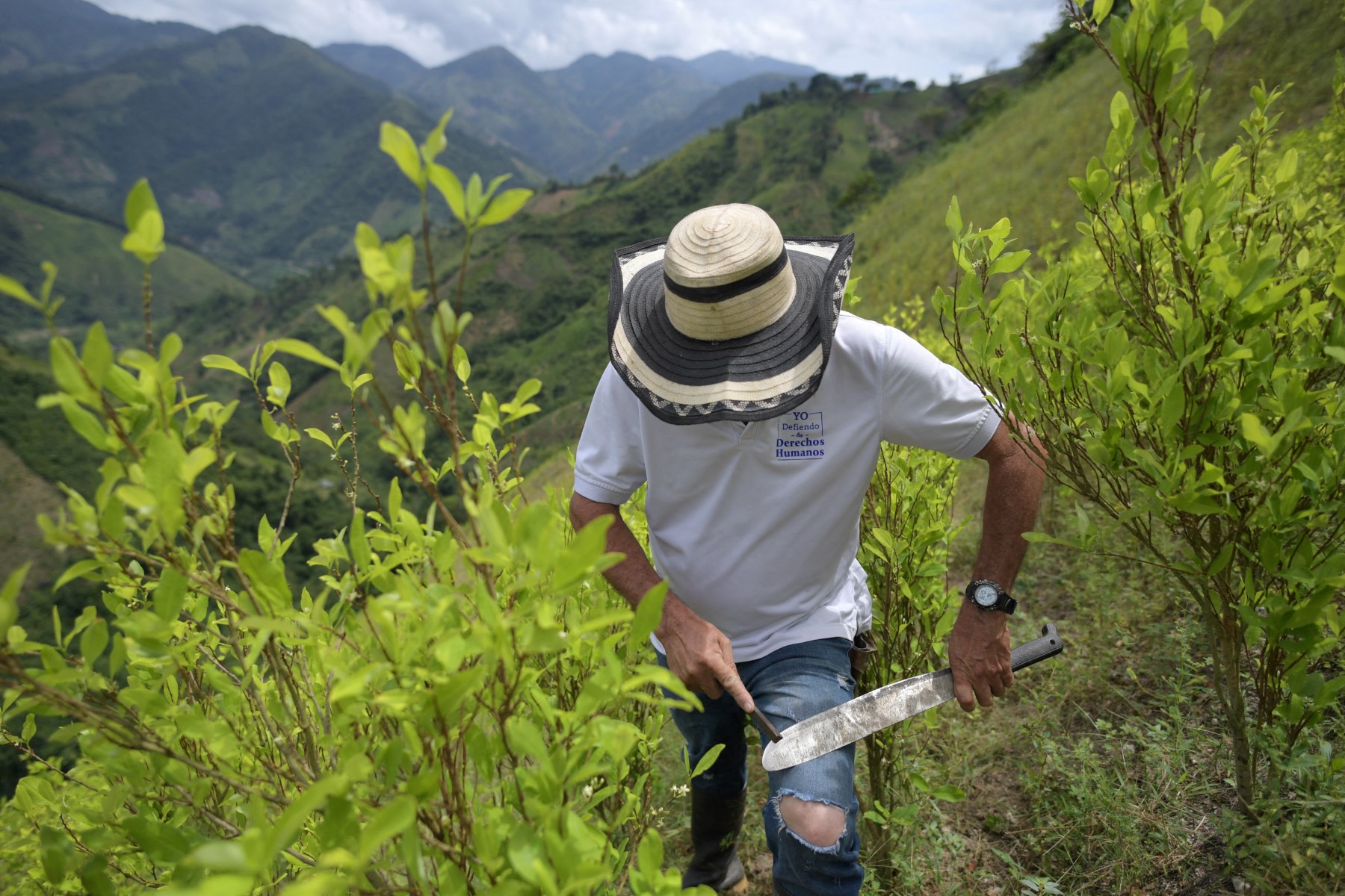 Agricultura afia o facão em sua plantação de coca na Colômbia