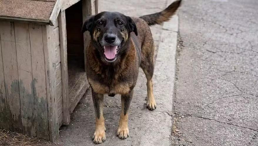 O cachorro Orelha, vítima da violência de adolescentes em Santa Catarina