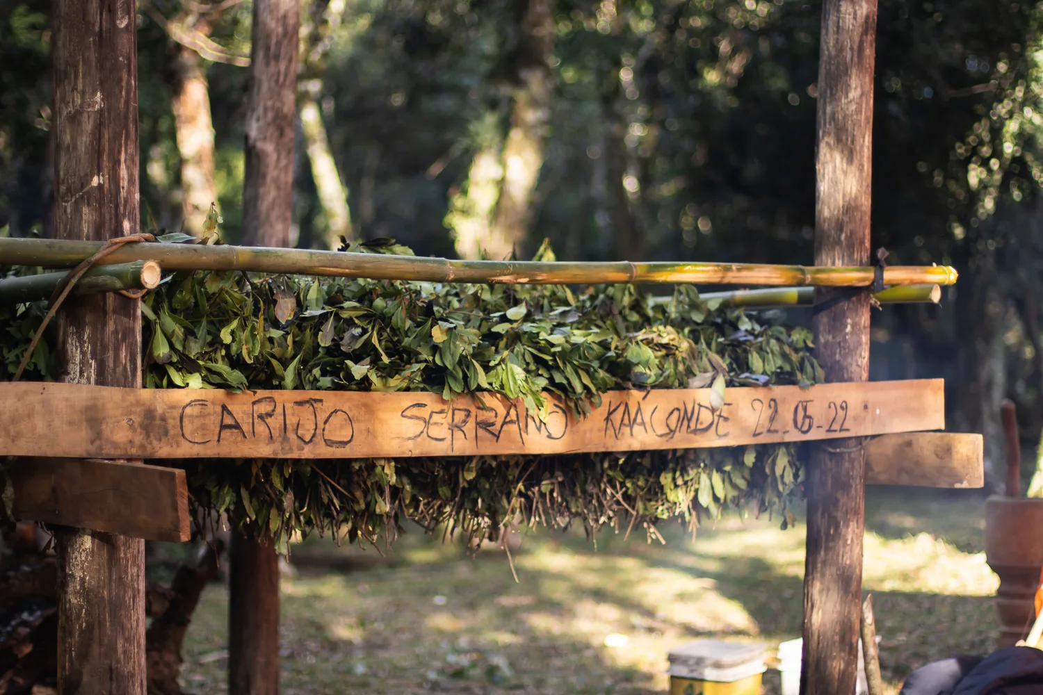 Etapas do manejo e da secagem da erva-mate durante carijada na Floresta Nacional de Canela