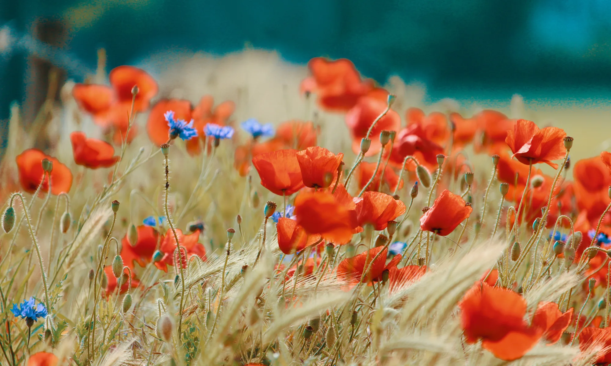 flowers