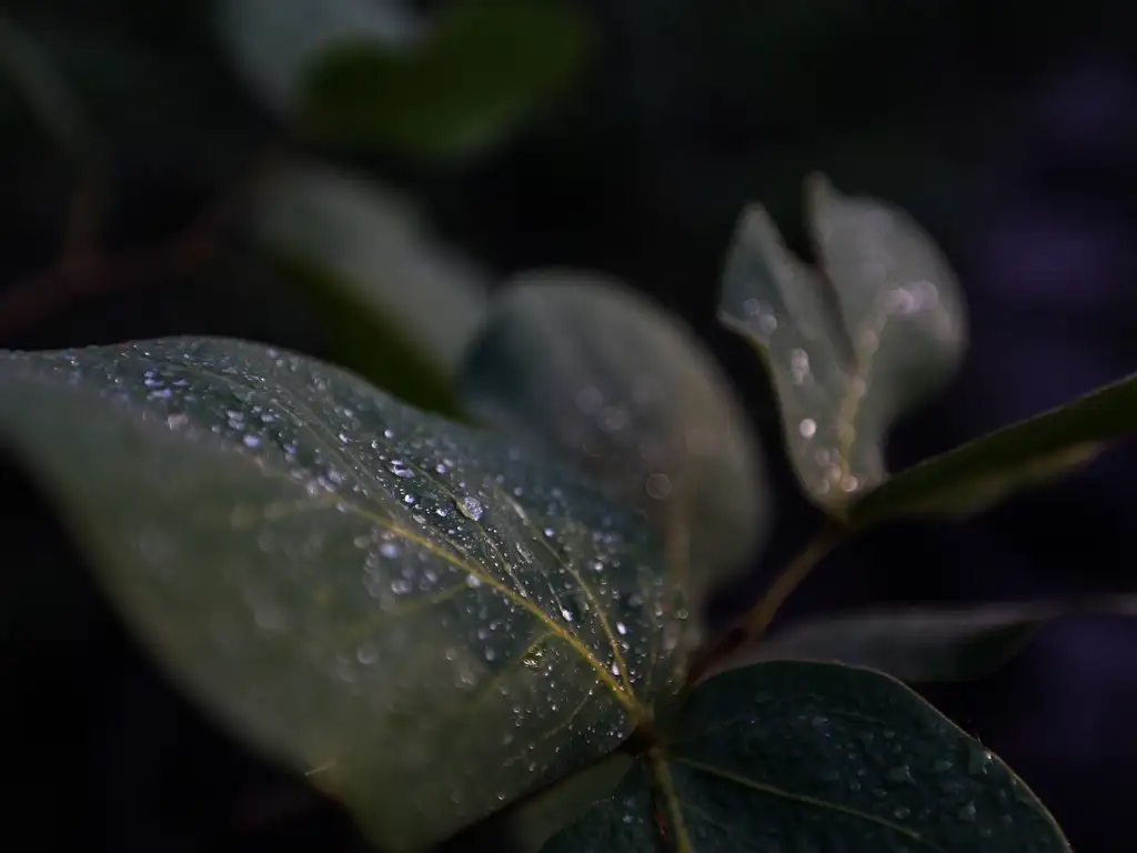 Alto Paraíso de Goiás (GO) - Detalhe do orvalho em folhas ao amanhecer no Parque Nacional da Chapada dos Veadeiros (Marcelo Camargo/Agência Brasil)