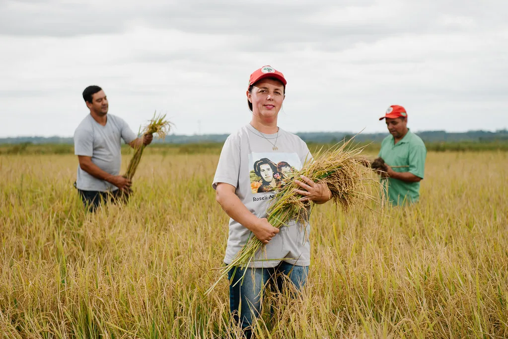 MST é o maior produtor de arroz orgânico da América Latina.