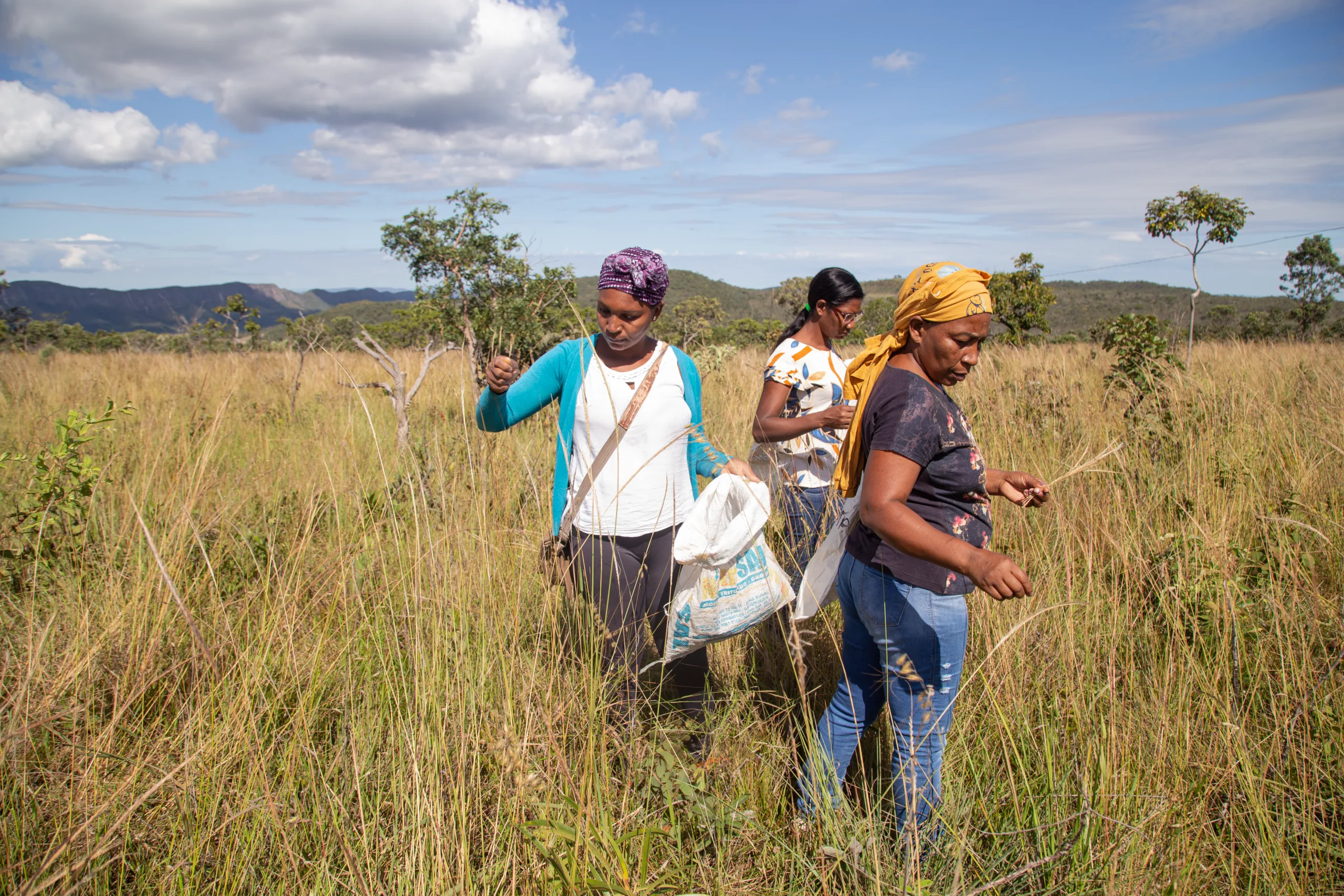 Mulheres coletando capins no Cerrado