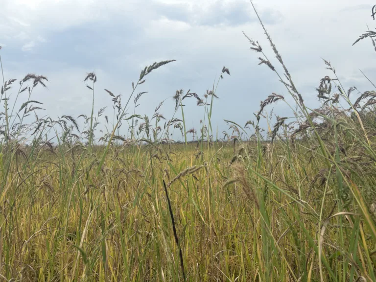 ‘Agroecologia é o Caminho’: MST celebra 23ª Festa da Colheita do Arroz Agroecológico 