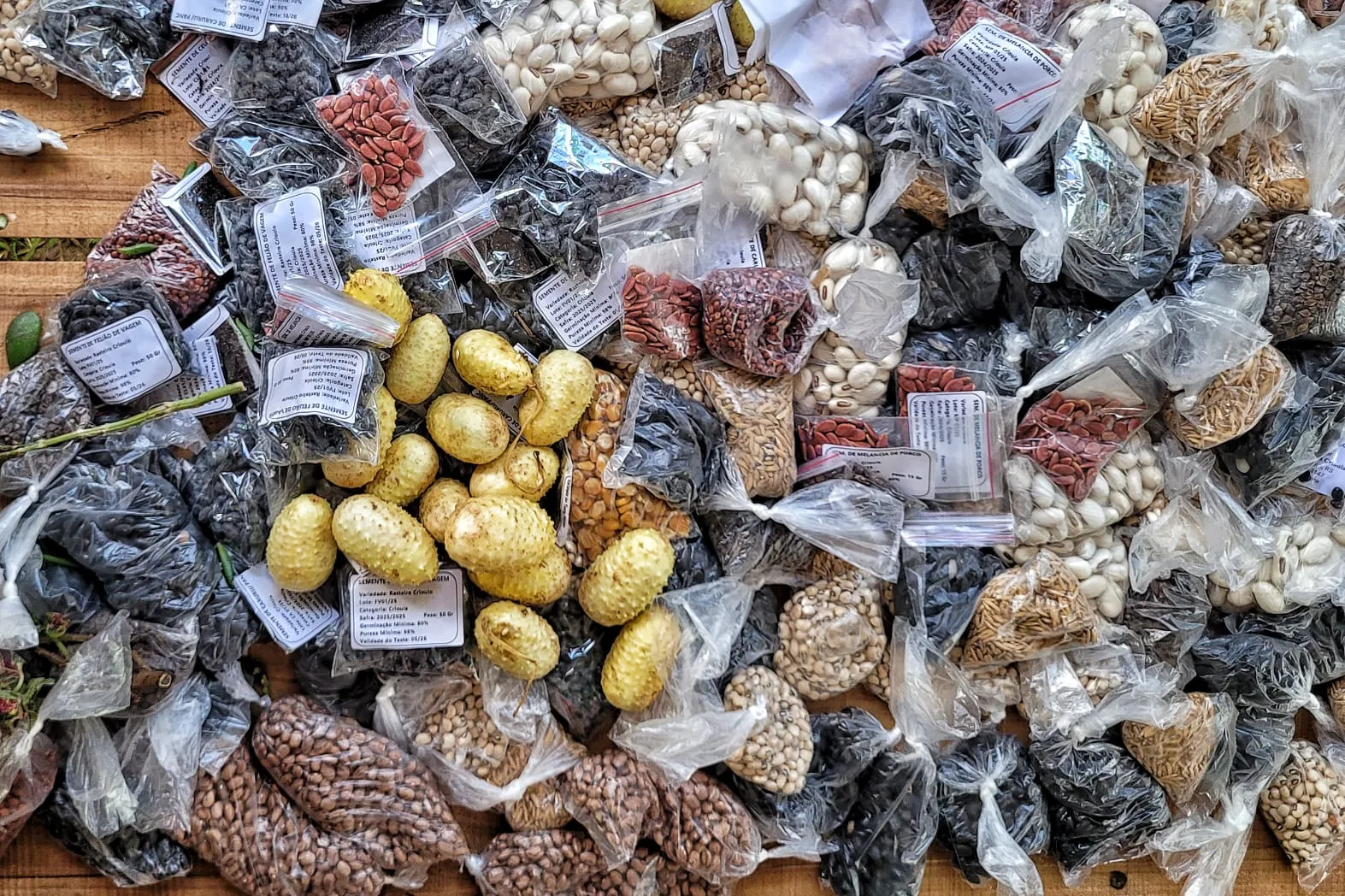 “Para nós, que somos produtores de alimento de verdade, ter as sementes crioulas é fundamental para escolher qual modelo de produção queremos utilizar. Fazer agroecologia na prática depende dessas sementes", ressalta guardiã