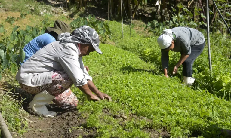 Projeto Aroeira-RS inicia cadastro ambiental em 50 comunidades quilombolas no RS