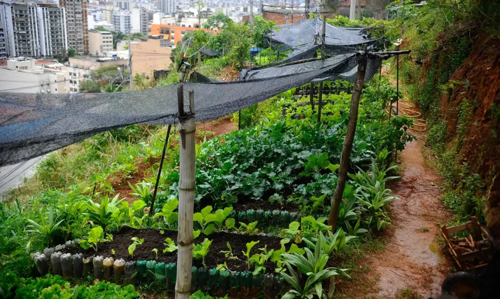 Hortas comunitárias se multiplicam nas comunidades do Rio