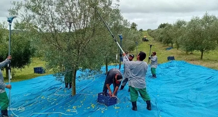 Indígenas do povo Guarani Mbya foram abandonados na rodoviária de Pelotas (RS) após trabalharem por duas semanas em condições análogas à escravidão na colheita de azeitonas