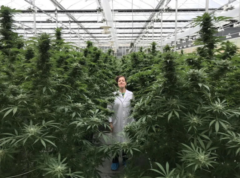 Da ciência ao mercado: o sistema endocanabinoide como base da indústria da cannabis