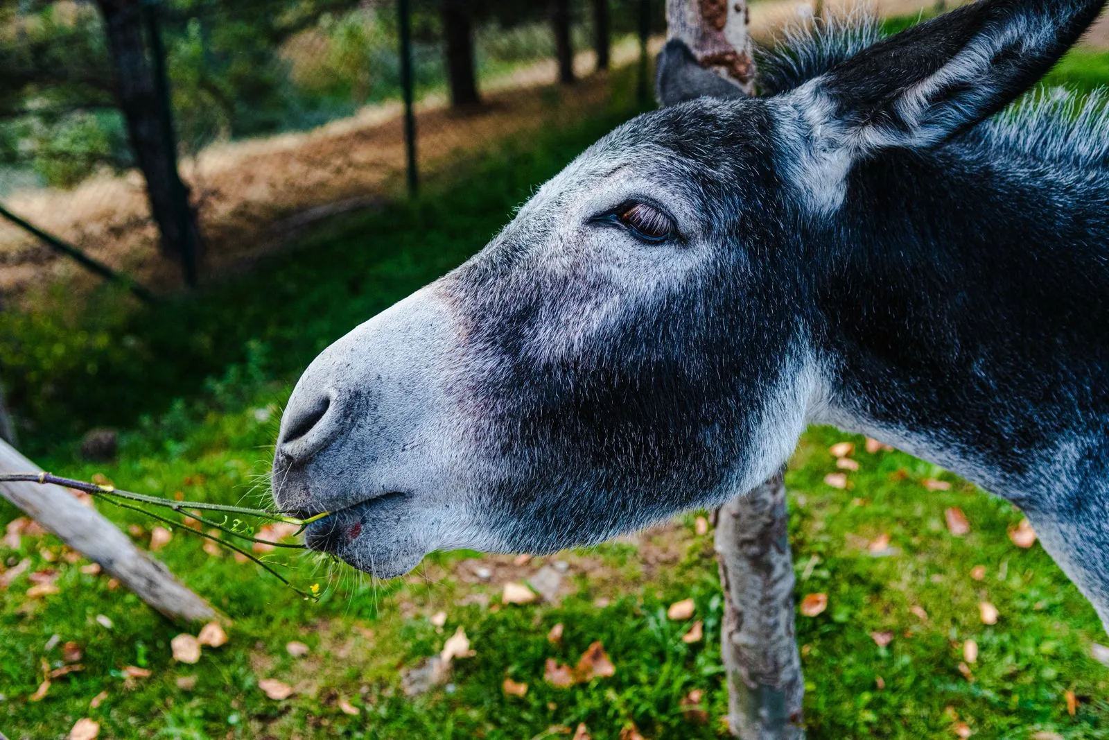 Deu burro na cabeça