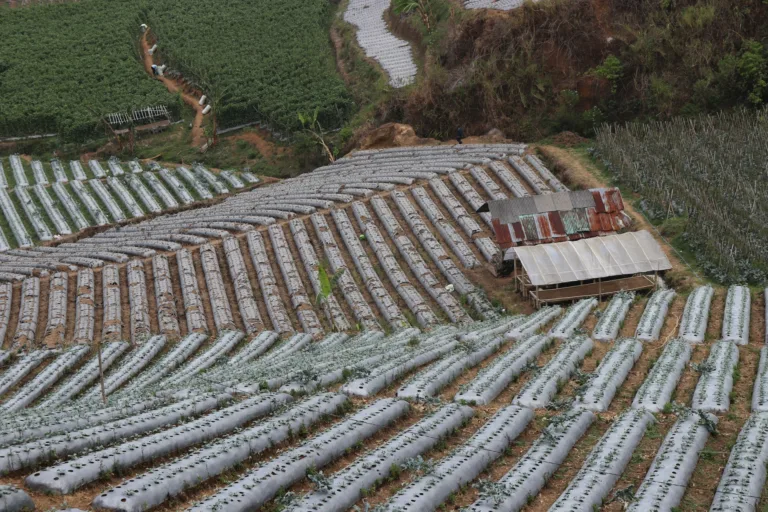 Indonésia construirá infraestrutura para 34 mil cooperativas agrícolas
