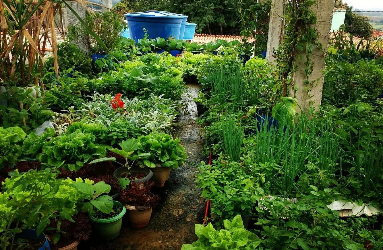 Plantio no terraço de casa
