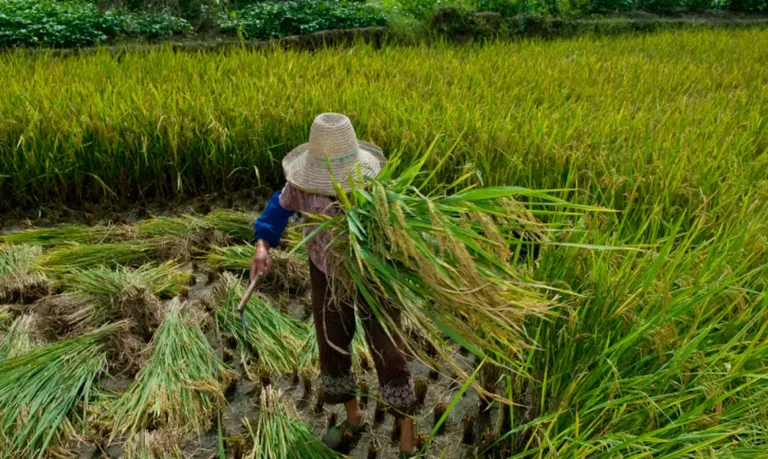 Oxfam Brasil lança campanha sobre o fim da escala 6x1 para a classe trabalhadora do campo