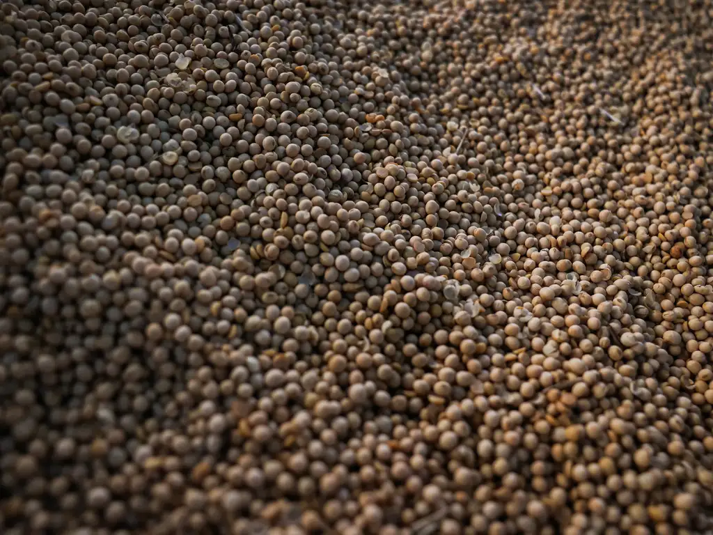 Detalhe de grãos de soja