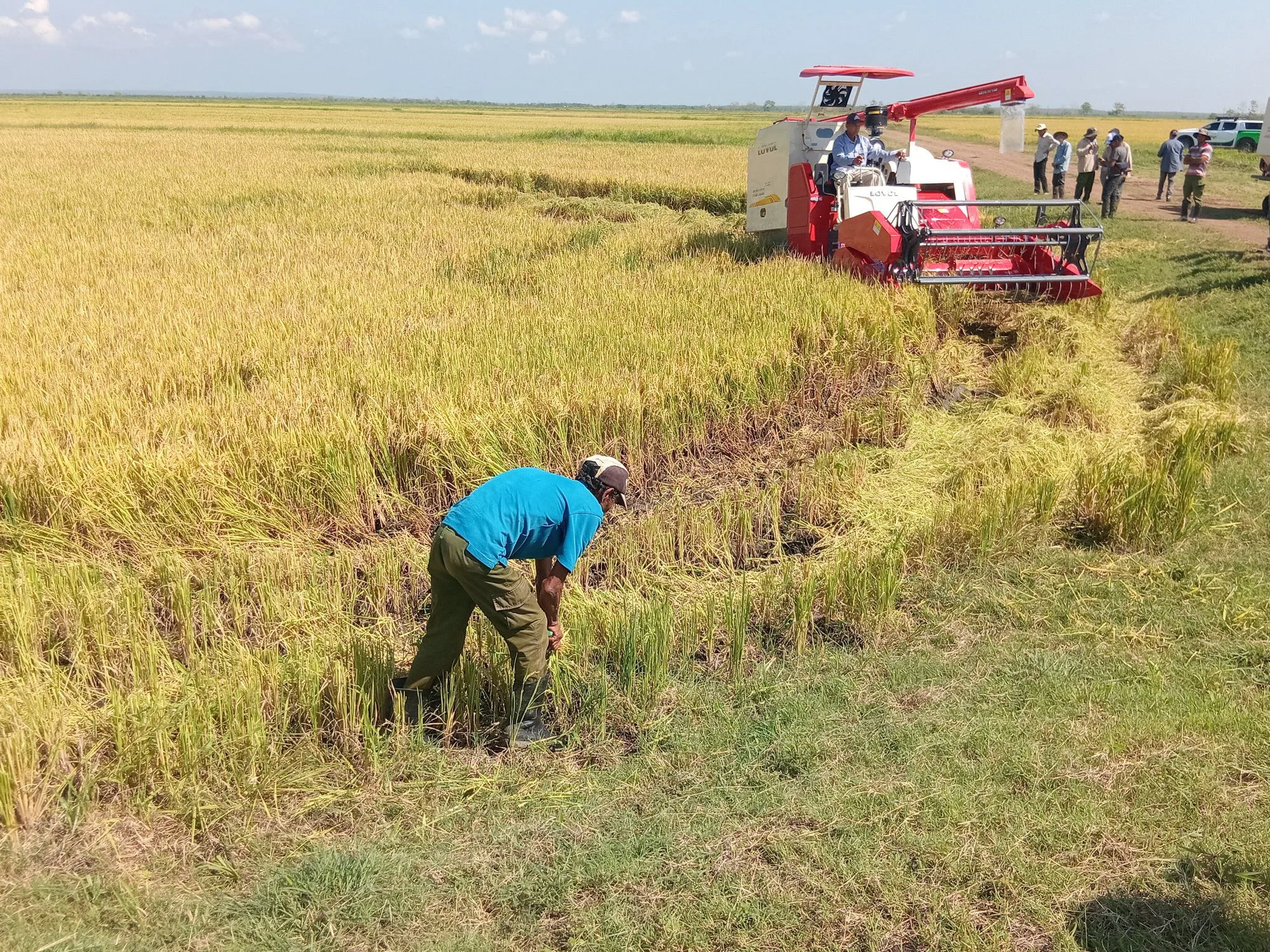 Área de cultivo de arroz na província de Granma