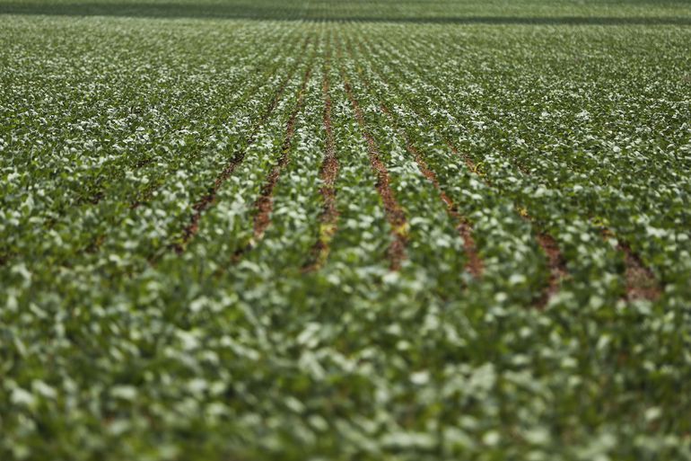 Agrotóxicos à base de glifosato são largamento utilizados em lavouras de graõs (Foto: Marcelo Camargo/Agência Brasil)