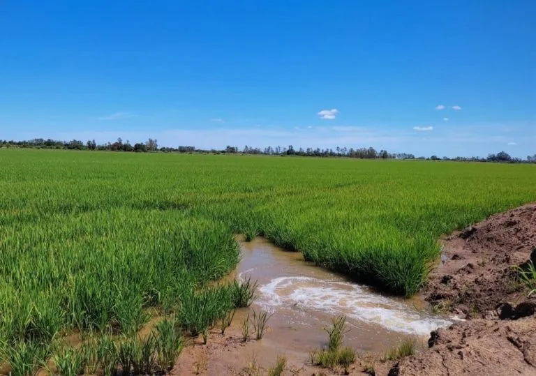 Plantação de Arroz da família Anghinoni, no assentamento Pontal do Tigre, em Querência do Norte. Foto: Jade Azevedo