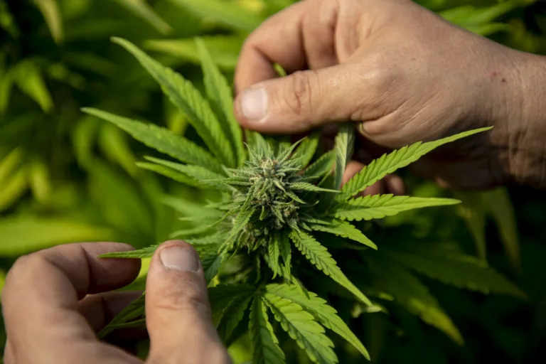 Os interesses do agro e da indústria farmacêutica na cannabis: será a 'nova soja'?
