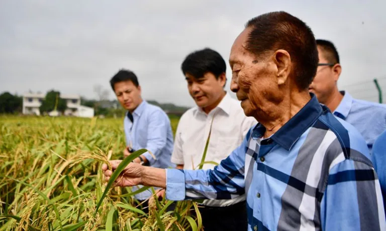 Legado do arroz híbrido de Yuan Longping perdura e replica-se no Sul Global