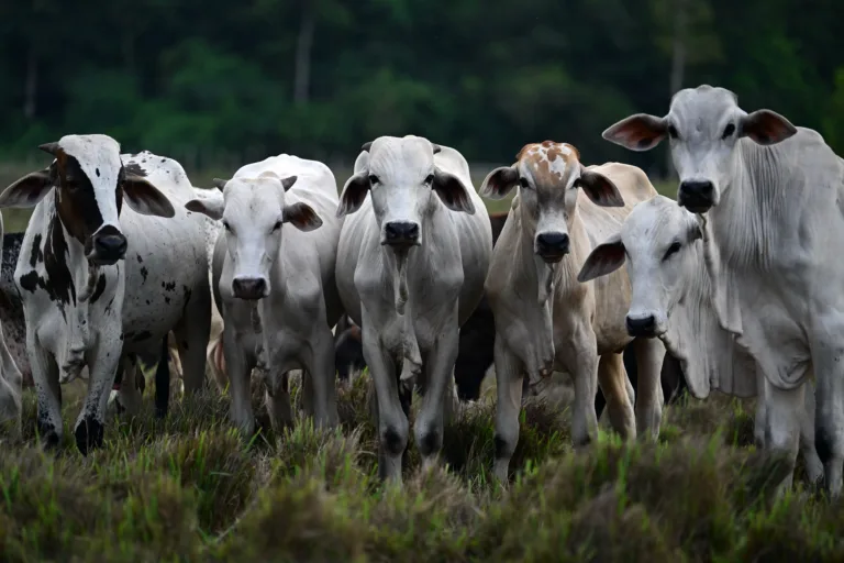 'Desmata, vende madeira, depois vira pasto', diz autora de livro sobre pecuária na Amazônia