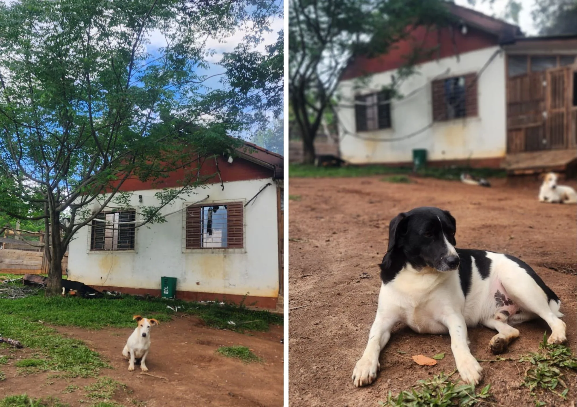 ONG foi atingida por incêndio em outubro e agora busca recursos para reconstrução