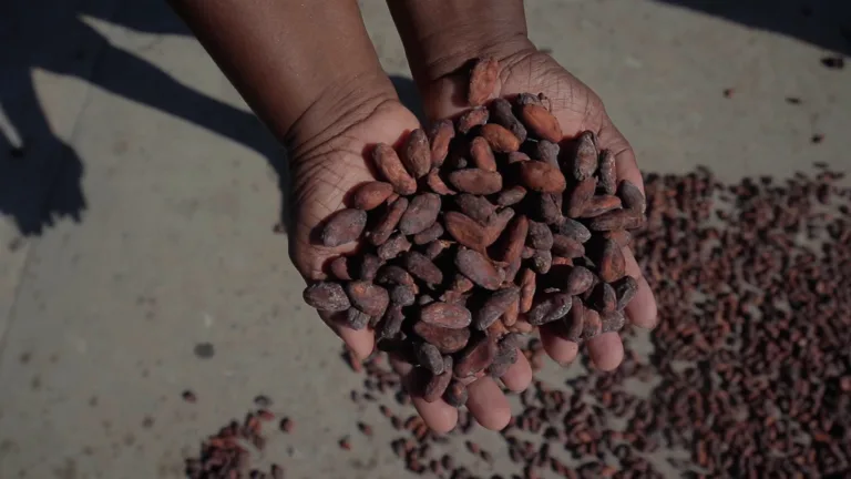 Como a agroecologia está revolucionando o cacau brasileiro na Amazônia