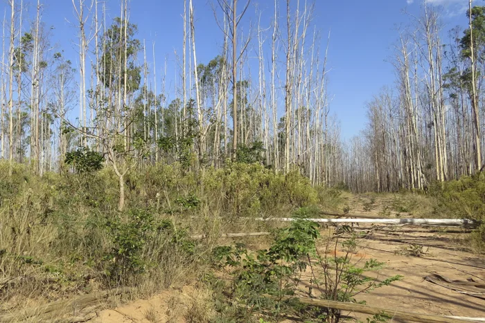 Área agrícola de cultivo de eucalipto abandonada em Buritizeiro (MG)