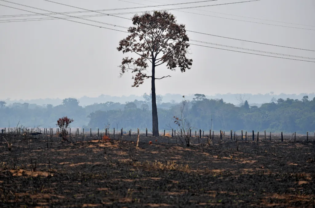 Governo Bolsonaro ficou marcado com aumento do desmatamento na região amazônica