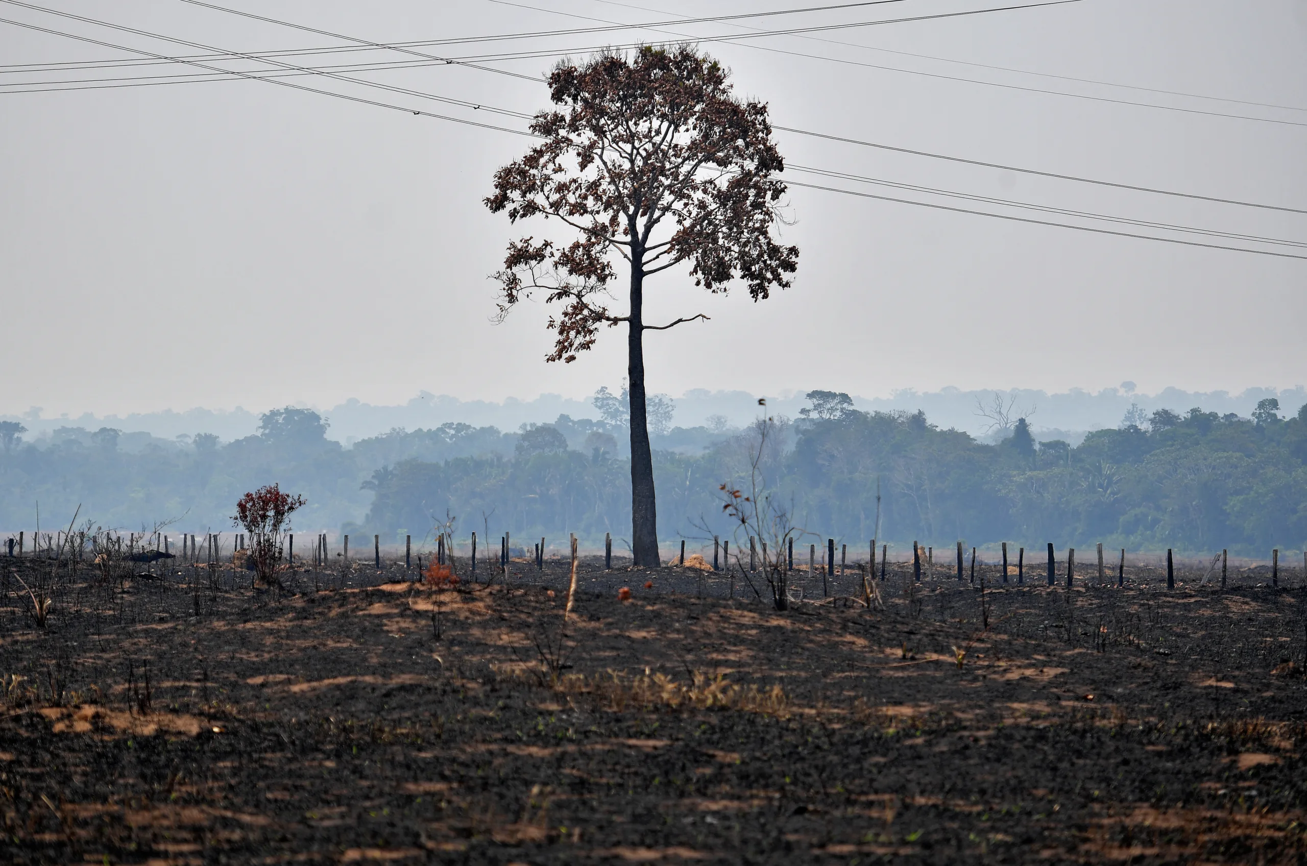 Governo Bolsonaro ficou marcado com aumento do desmatamento na região amazônica